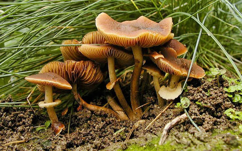 Nấm Conocybe Filaris thường thấy trên các bãi cỏ, mang trong mình độc tố amatoxin cực mạnh
