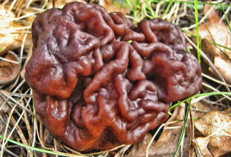 Nấm False Morel hay còn gọi nấm não, với hình dáng nhăn nheo đặc trưng giống bộ não người