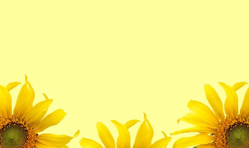 Background thuyết trình hoa hướng dương tươi sáng
