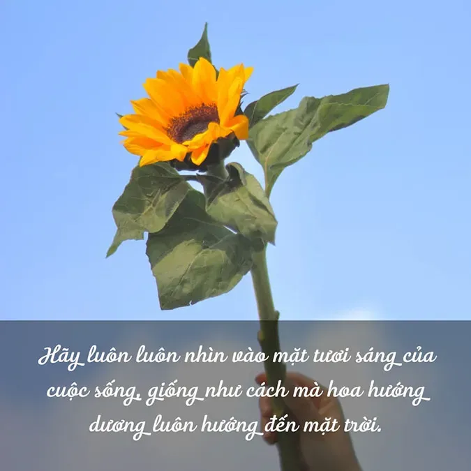 Bông hoa hướng dương nở rộ, vươn cao đón nắng, thể hiện tinh thần kiên cường vượt qua khó khăn.