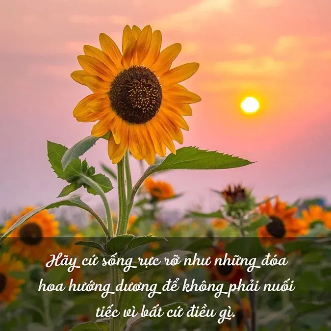 Đóa hoa hướng dương vàng tươi hướng về phía mặt trời, gợi nhắc về sự tích cực và niềm hy vọng.
