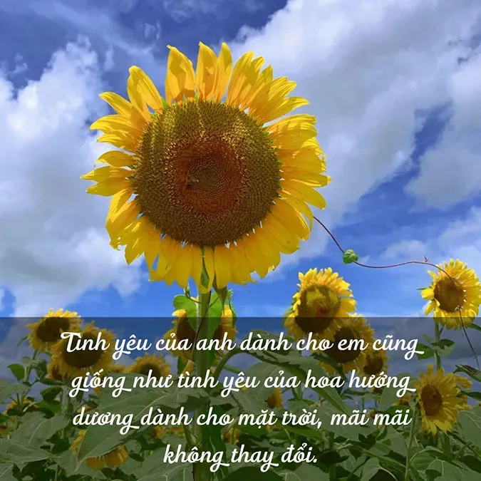 Cận cảnh bông hoa hướng dương với những cánh hoa vàng rực, tượng trưng cho tình yêu ấm áp và thủy chung.