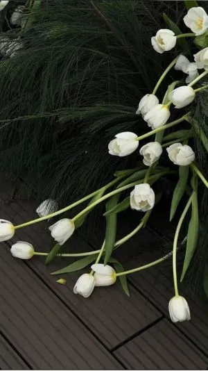 Thiên nhiên hoa tulip trắng