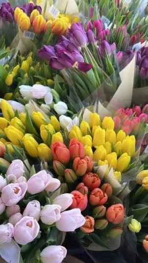 Tulip chill trong vườn