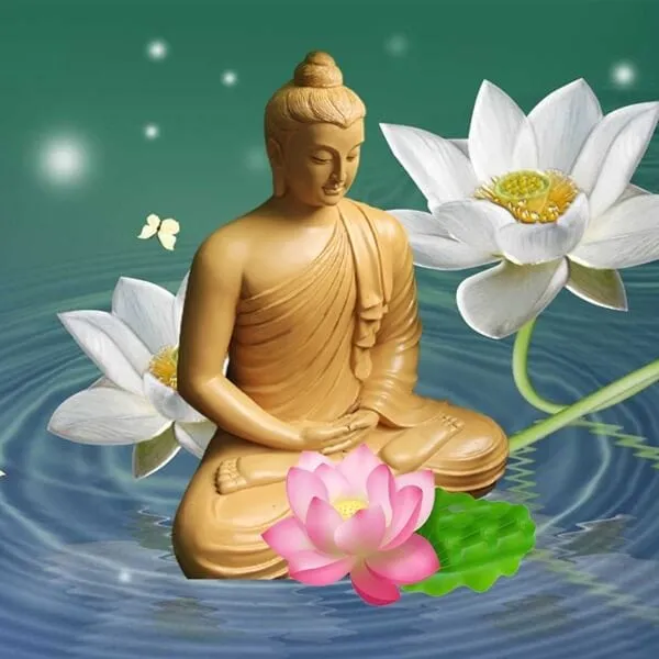 Ý nghĩa hoa sen trắng trong Phật giáo