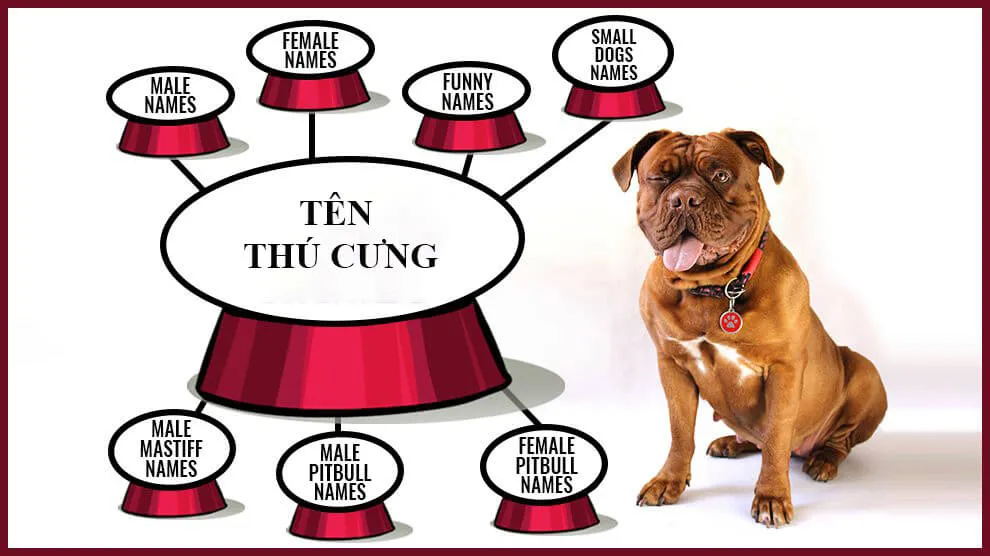 Chú chó cưng thông minh dễ dàng nhận diện và phản ứng với cái tên bá đạo, ngắn gọn mà chủ nhân đã chọn