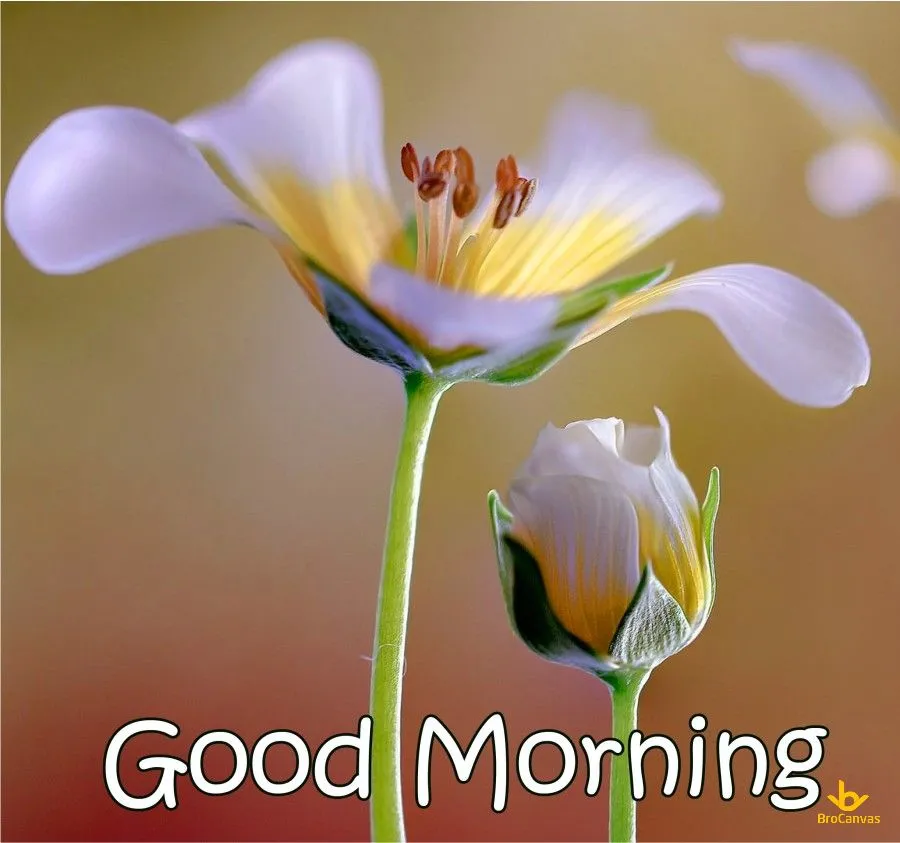 Cốc sứ in chữ &quot;Good Morning&quot; đặt cạnh những bông hoa tươi tắn, tạo không khí ấm áp.
