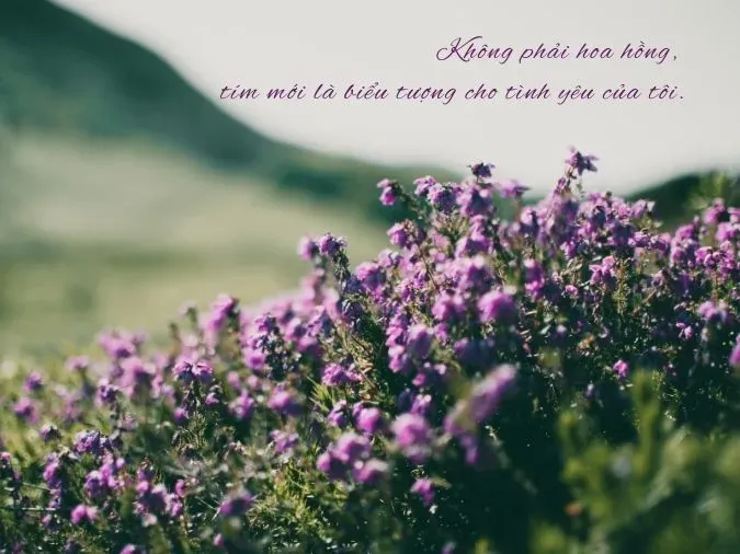 Một trái tim màu tím rực rỡ, biểu tượng cho tình yêu vĩnh cửu và sự gắn kết không phai.
