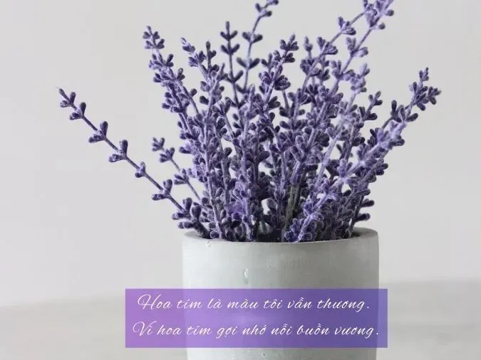 Khung cảnh hoàng hôn nhuộm màu tím biếc, gợi lên nỗi buồn man mác và sự hoài niệm.